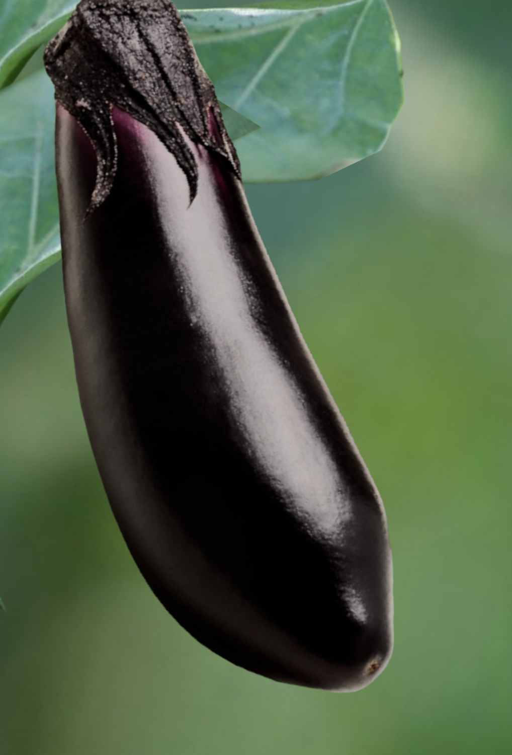 Shikou Hybrid Eggplant Seeds