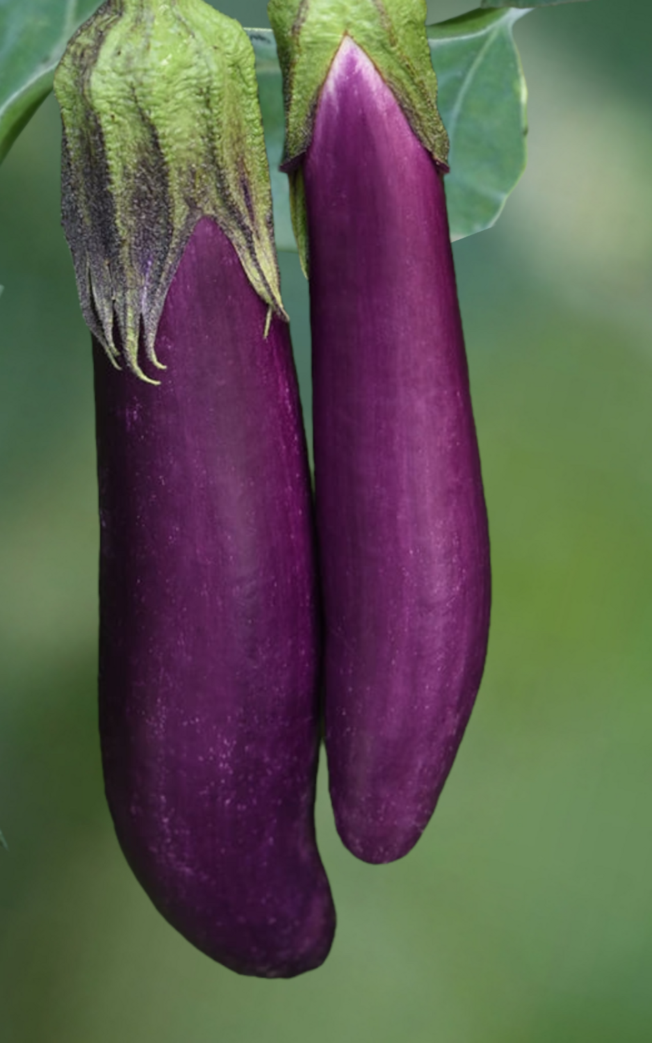 Asian Delight Eggplant Seeds