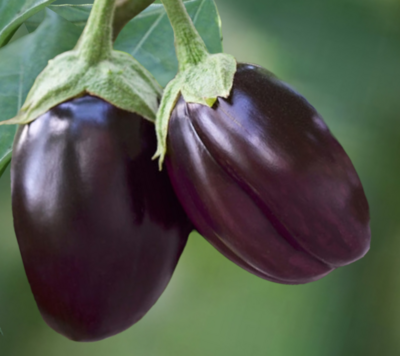 Traviata Organic Eggplant Seeds