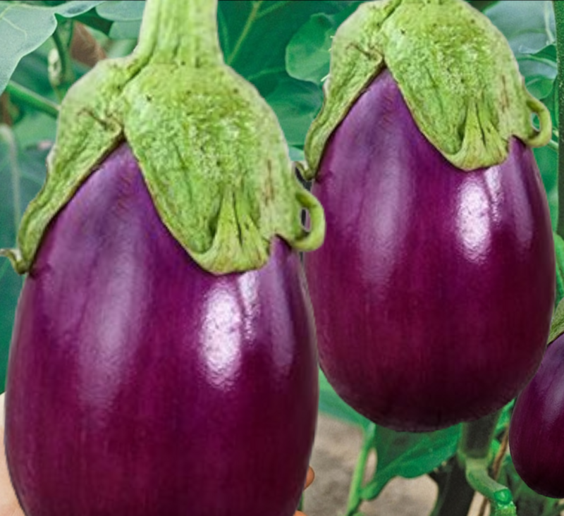 Heirloom Rosita Eggplant Seeds