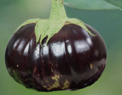 Heirloom Aswad Eggplant Seeds