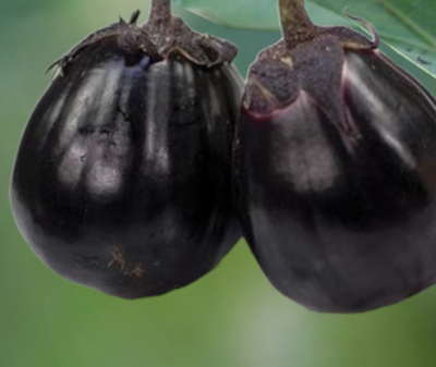 Heirloom Mitoyo Eggplant Seeds