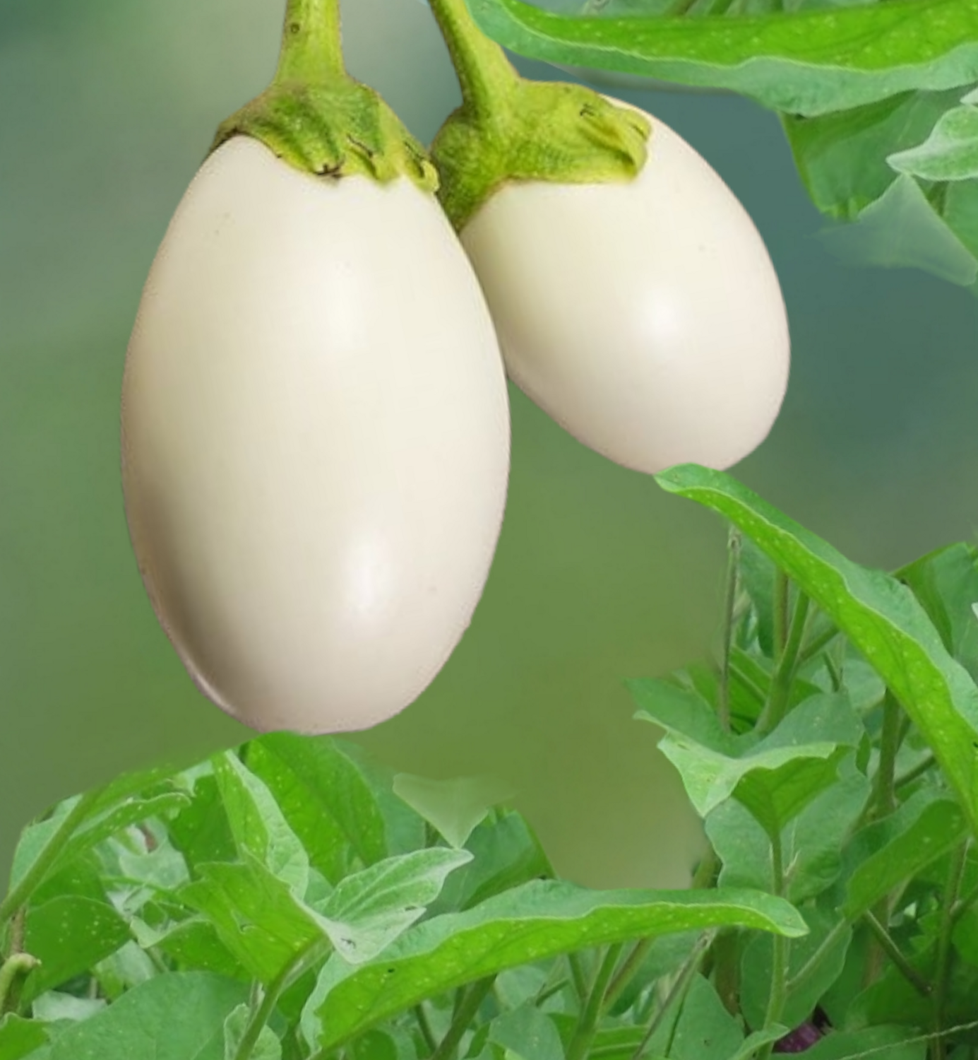 Heirloom Japanese White Eggplant Seeds