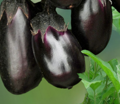 Patio Baby Hybrid Eggplant Seeds