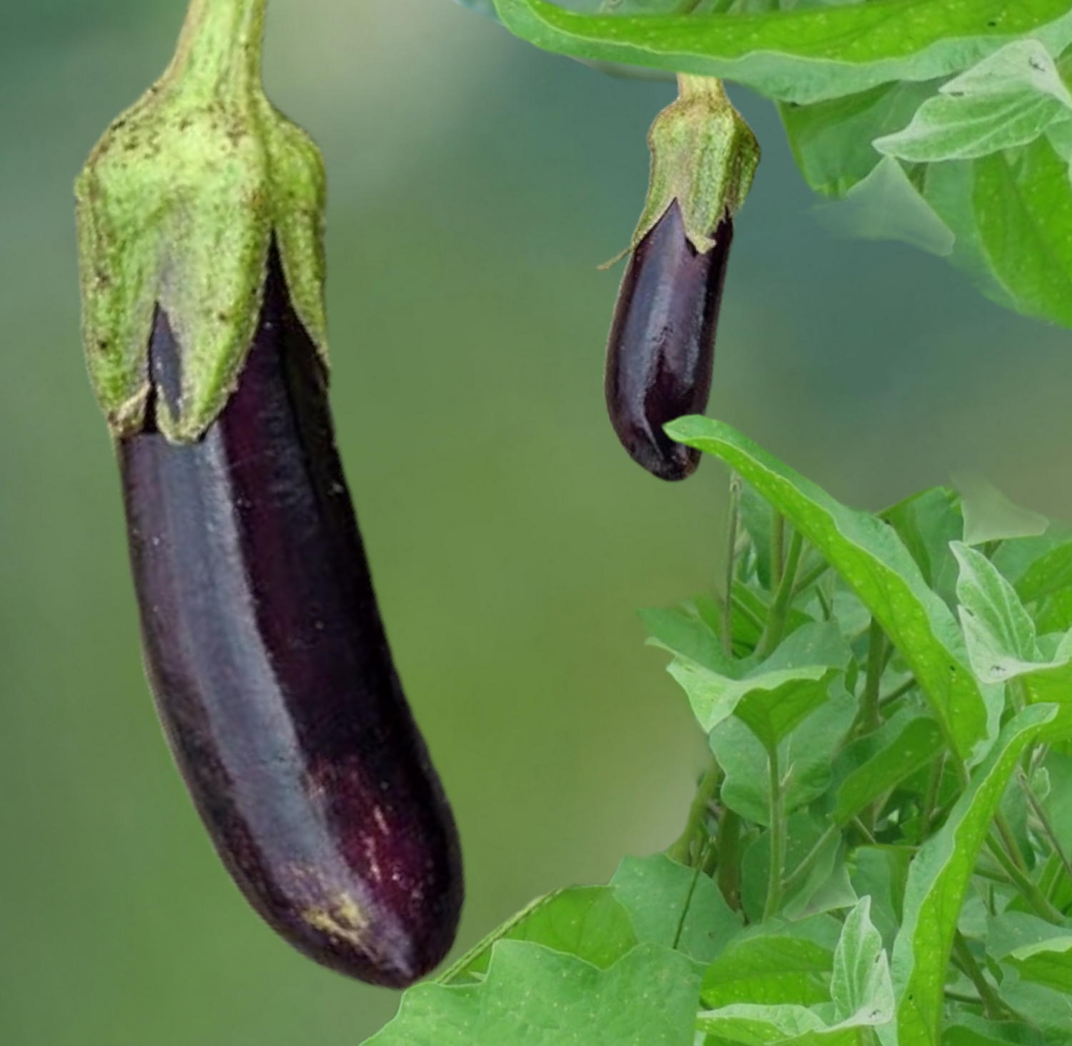 Hanzel Hybrid Eggplant Seeds