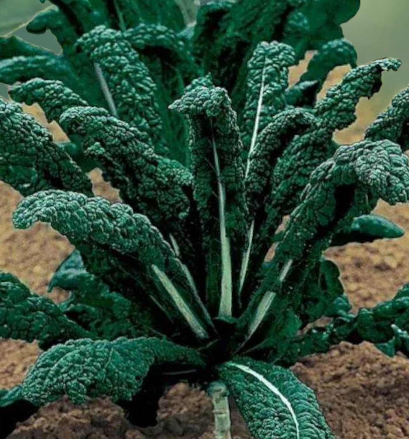 Heirloom Nero Di Toscana Kale Seeds