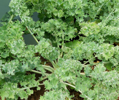 Heirloom Dwarf Siberian Kale Seeds