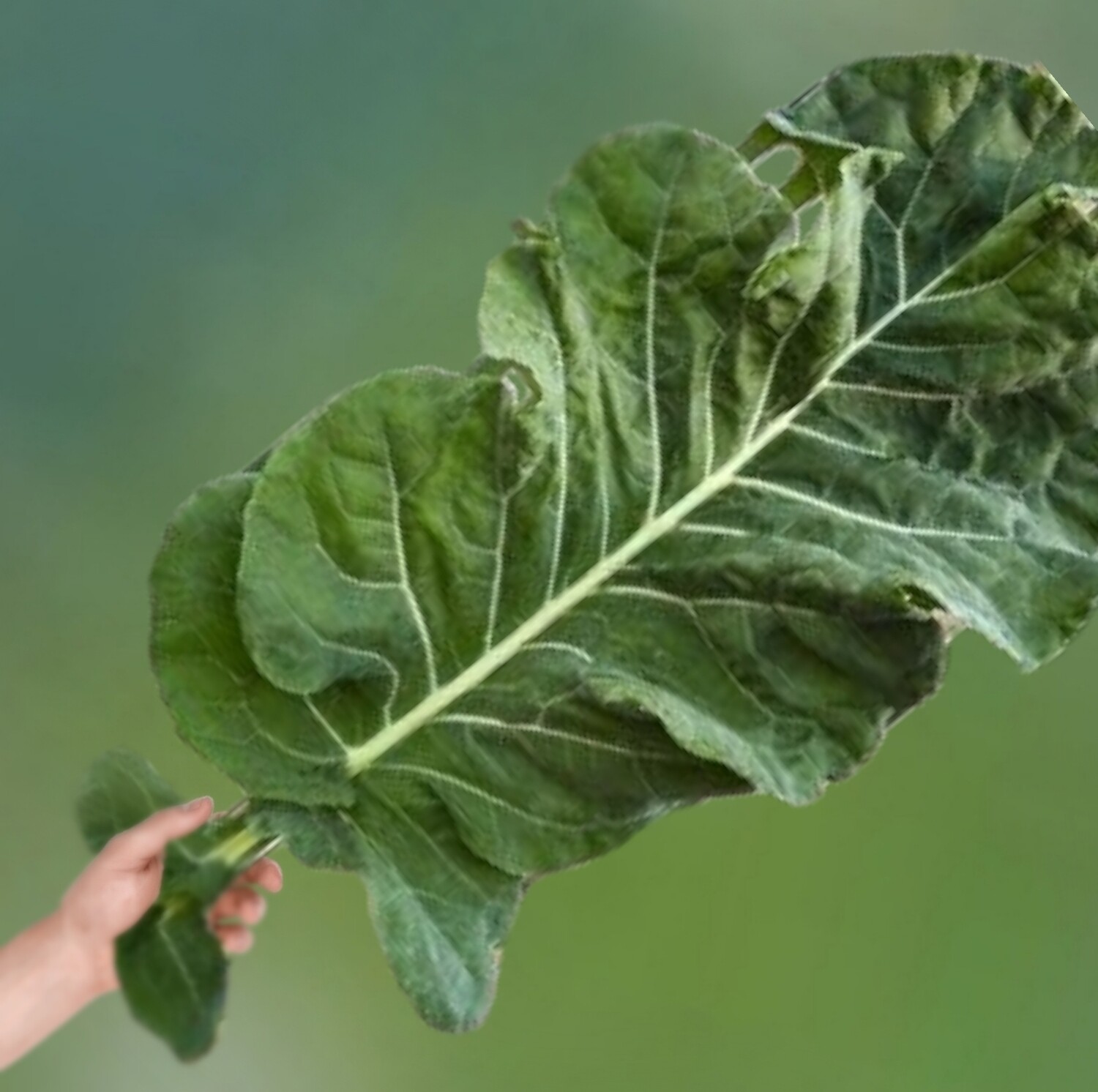 Heirloom Thousandhead Kale Seeds