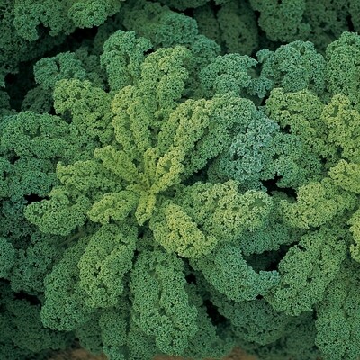 Darkibor Organic Kale Seeds