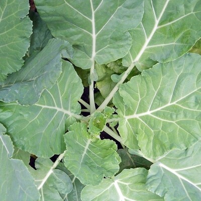 Heirloom Tronchuda Kale Seeds