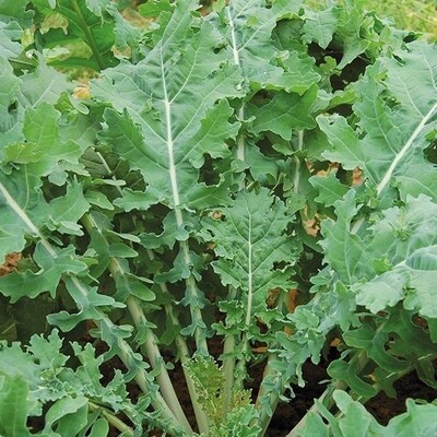White Russian Hybrid Kale Seeds