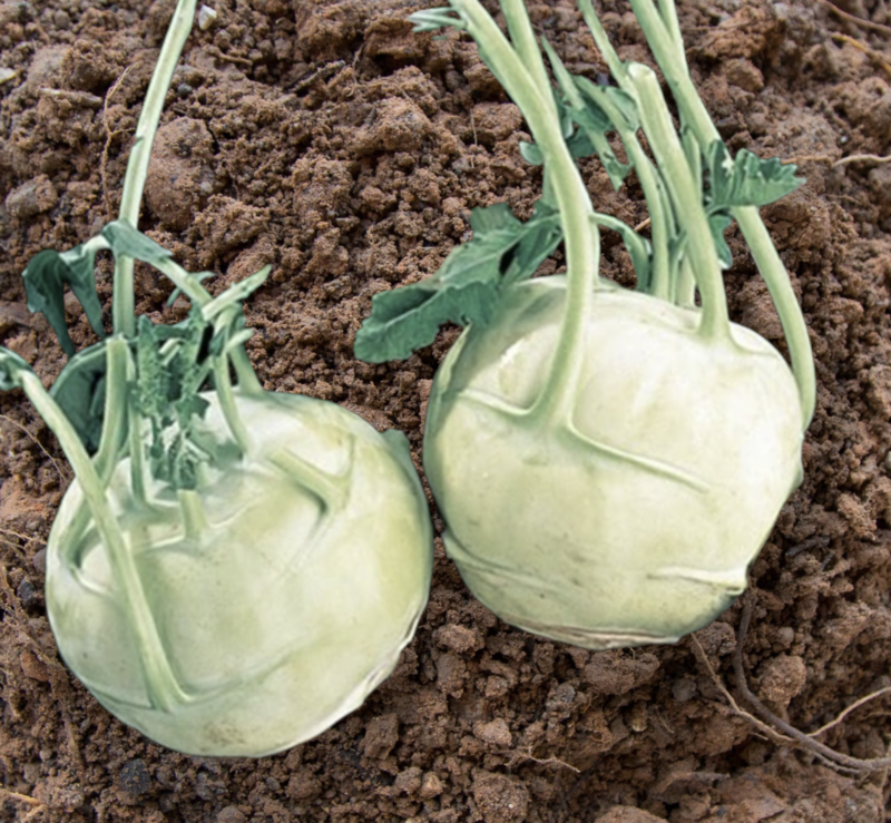 Kohlrabi