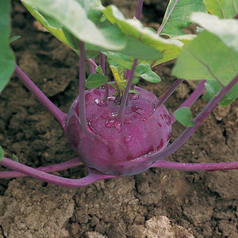 Kohlibri Organic Kohlrabi Seeds