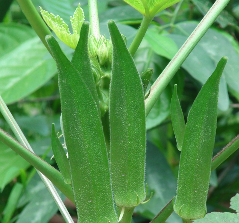 Heirloom Heavy Hitter Okra Seeds