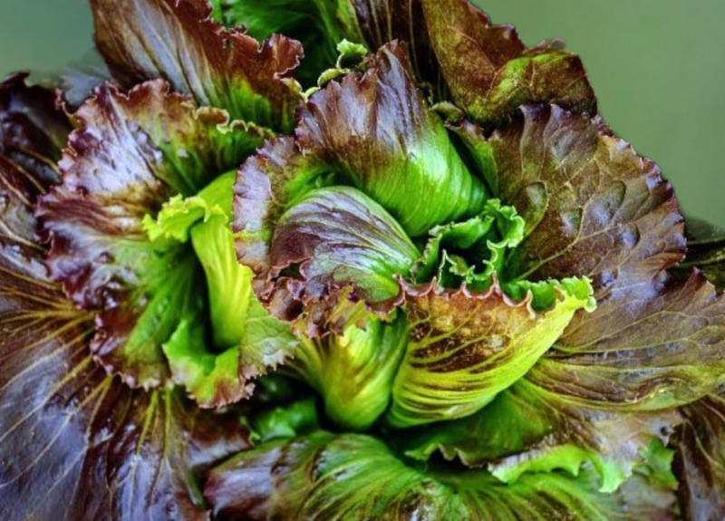Heirloom Pablo Lettuce Seeds