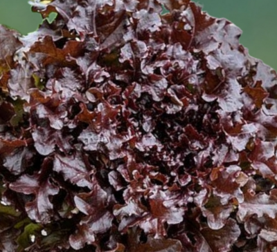 Heirloom Outredgeous Lettuce Seeds