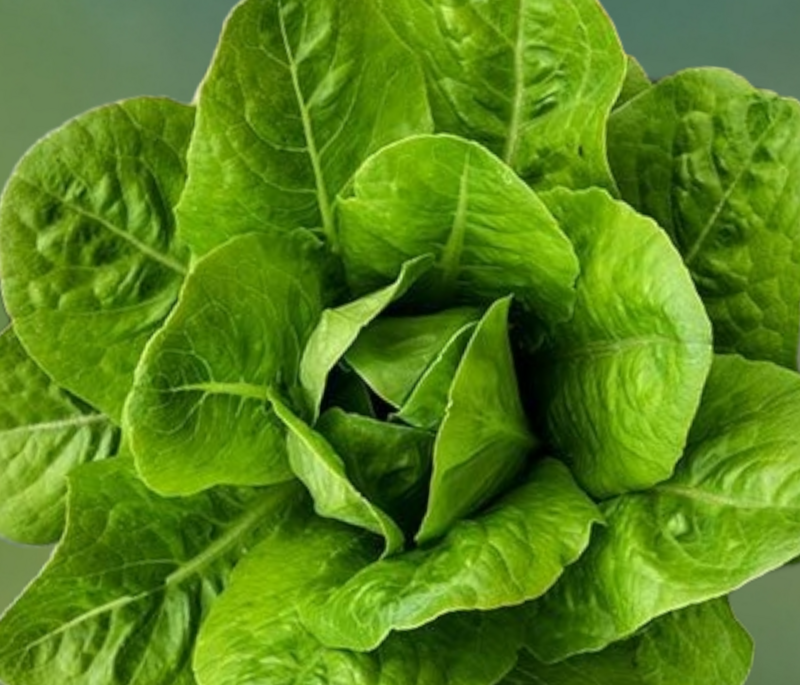 Heirloom Yedikule Lettuce Seeds