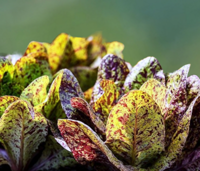 Heirloom Forellenschluss Lettuce Seeds