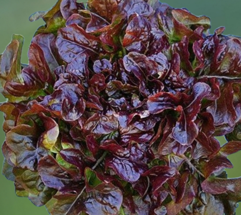 Heirloom Lunix Lettuce Seeds