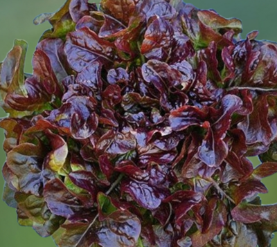 Heirloom Lunix Lettuce Seeds