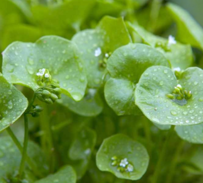 Heirloom Miner&#39;s Lettuce Seeds