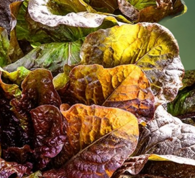 Heirloom Solar Flare Lettuce Seeds