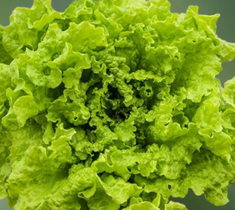 Heirloom Black Seeded Simpson Lettuce Seeds