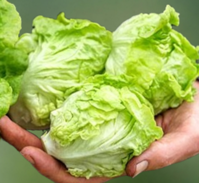 Heirloom Tom Thumb Lettuce Seeds