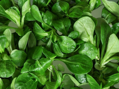 Heirloom Mache Corn Salad Full Heart Lettuce Seeds
