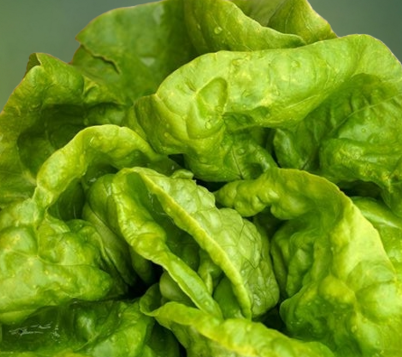 Heirloom Landis Winter Lettuce Seeds