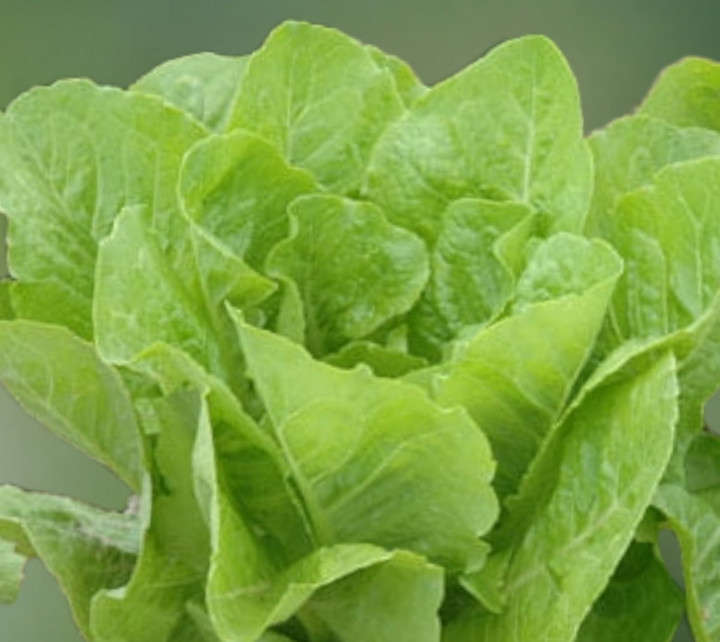 Super Jericho Hybrid MT0 Lettuce Seeds