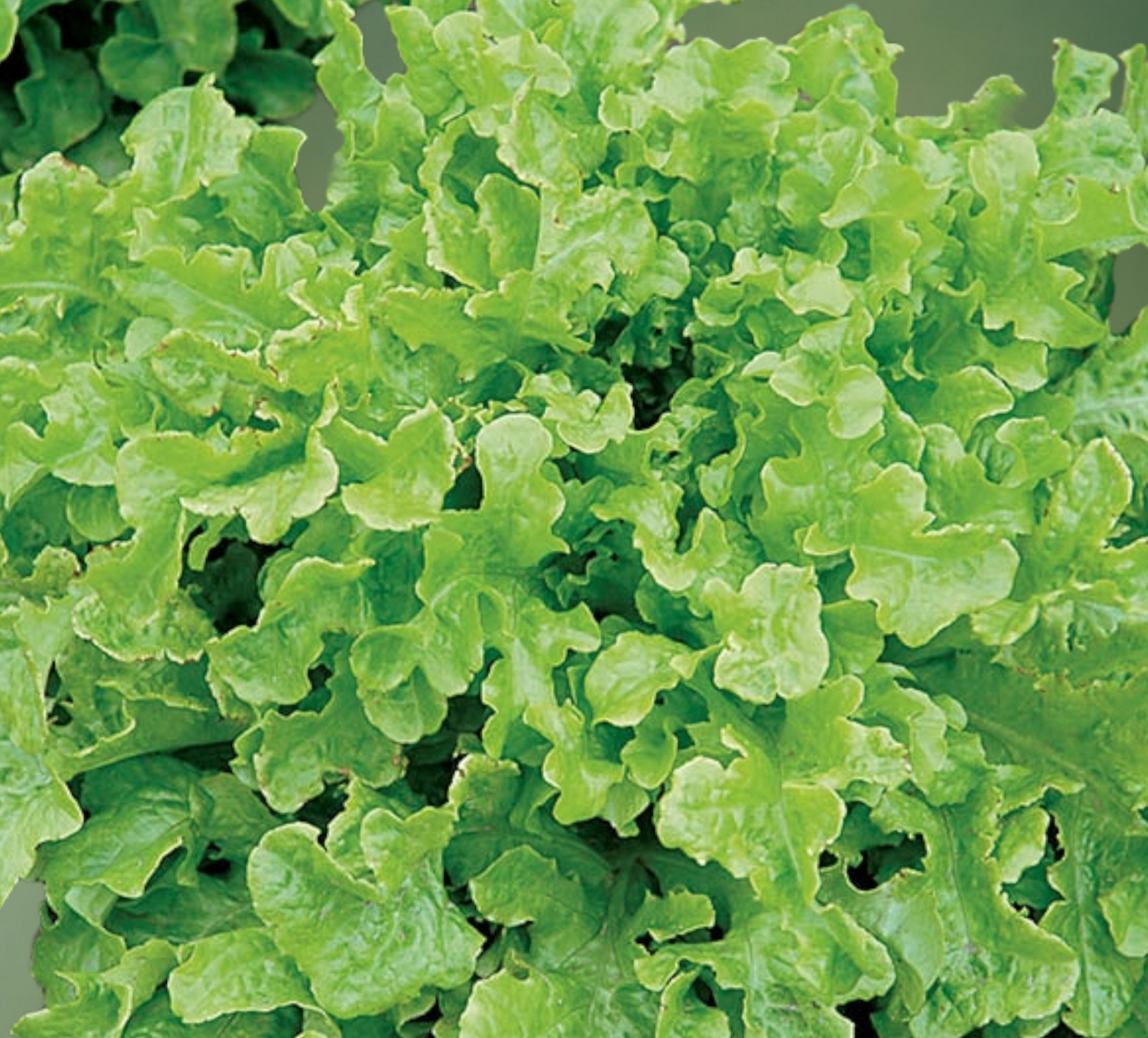 Green Salad Bowl Hybrid Lettuce Seeds