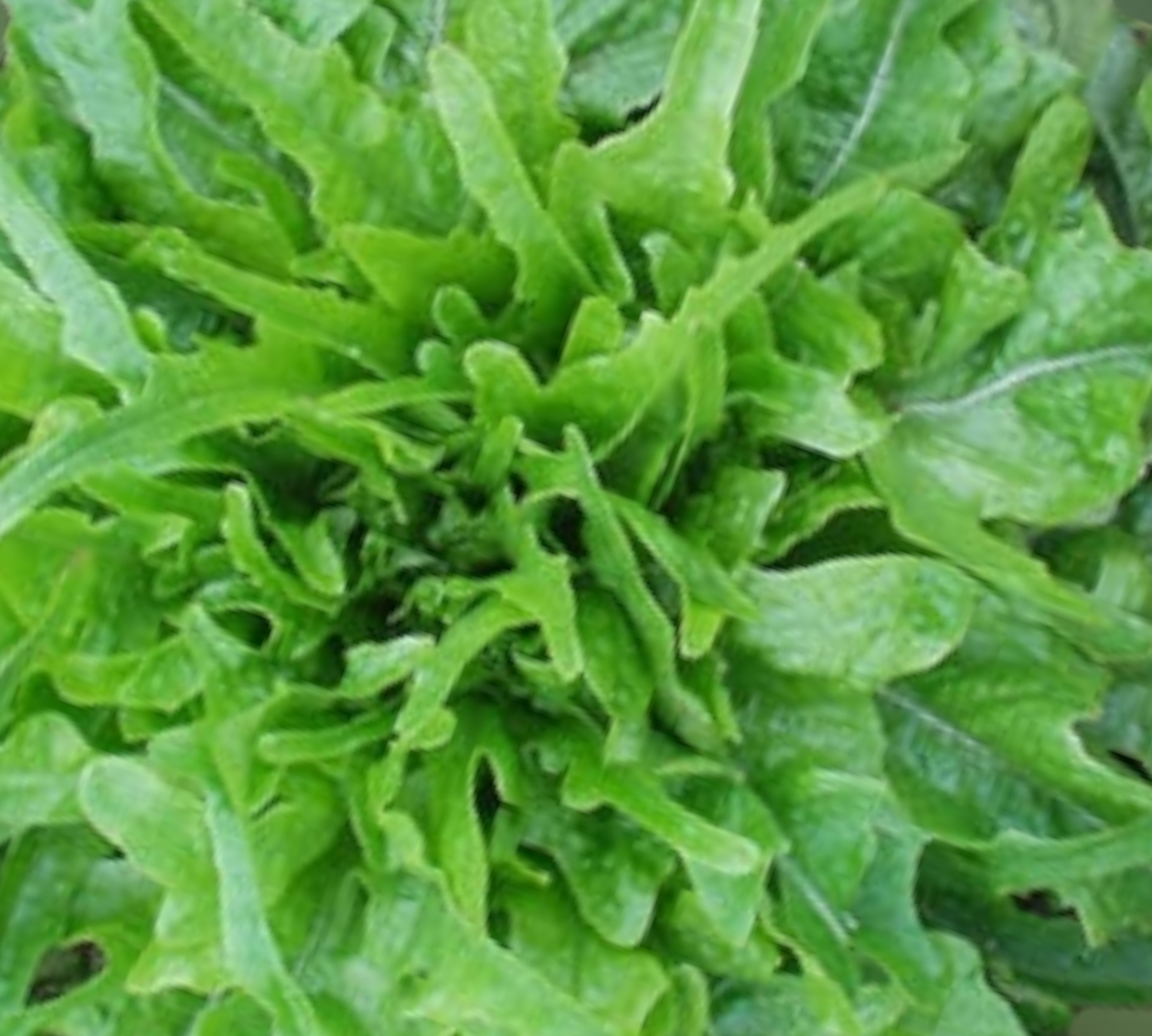 Royal Oakleaf Hybrid Lettuce Seeds