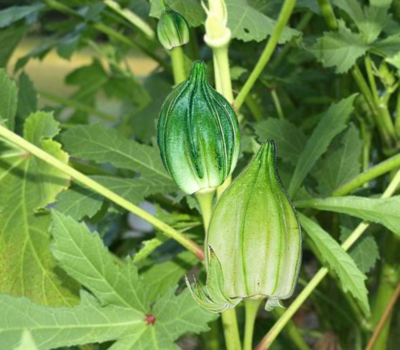 Heirloom Motherland Okra Seeds