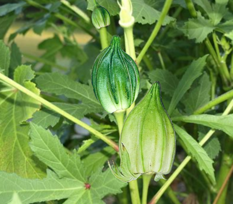 Heirloom Motherland Okra Seeds