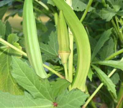  Heirloom Burmese Okra Seeds
