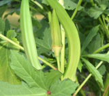  Heirloom Burmese Okra Seeds