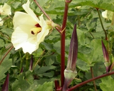Heirloom Hill Country Red Okra Seeds