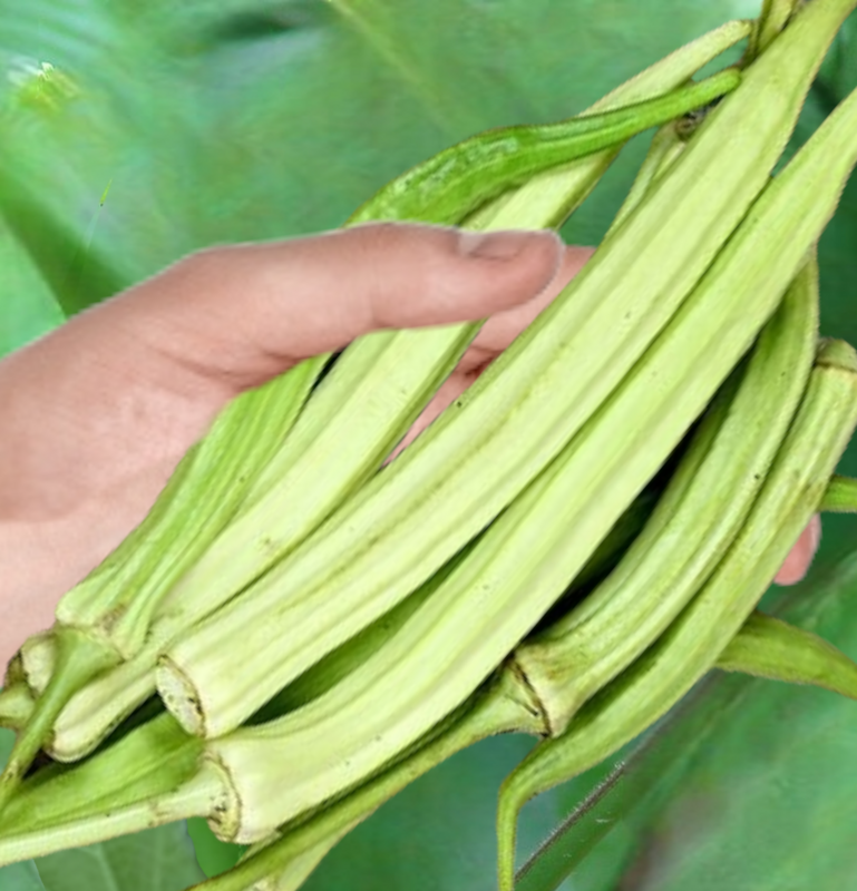 Heirloom Louisiana Long Okra Seeds