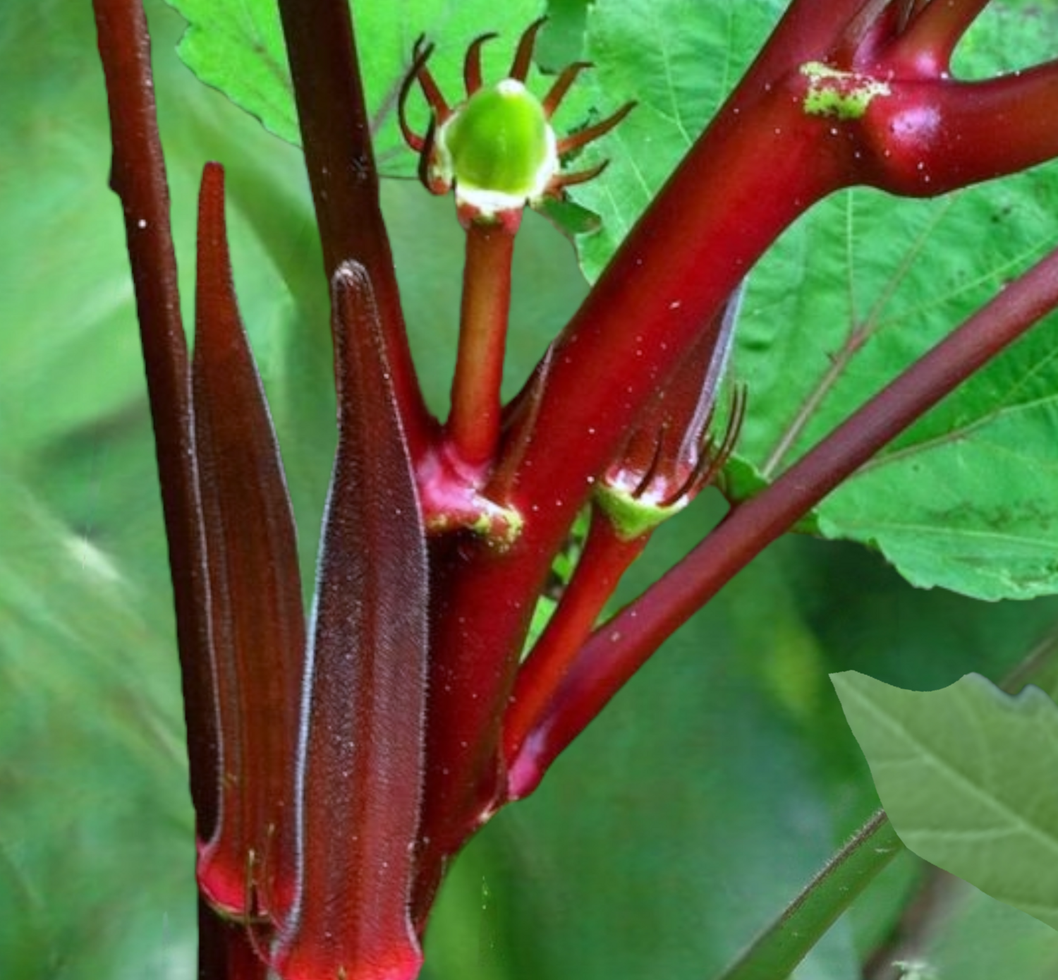 Heirloom Bowling Red Okra Seeds
