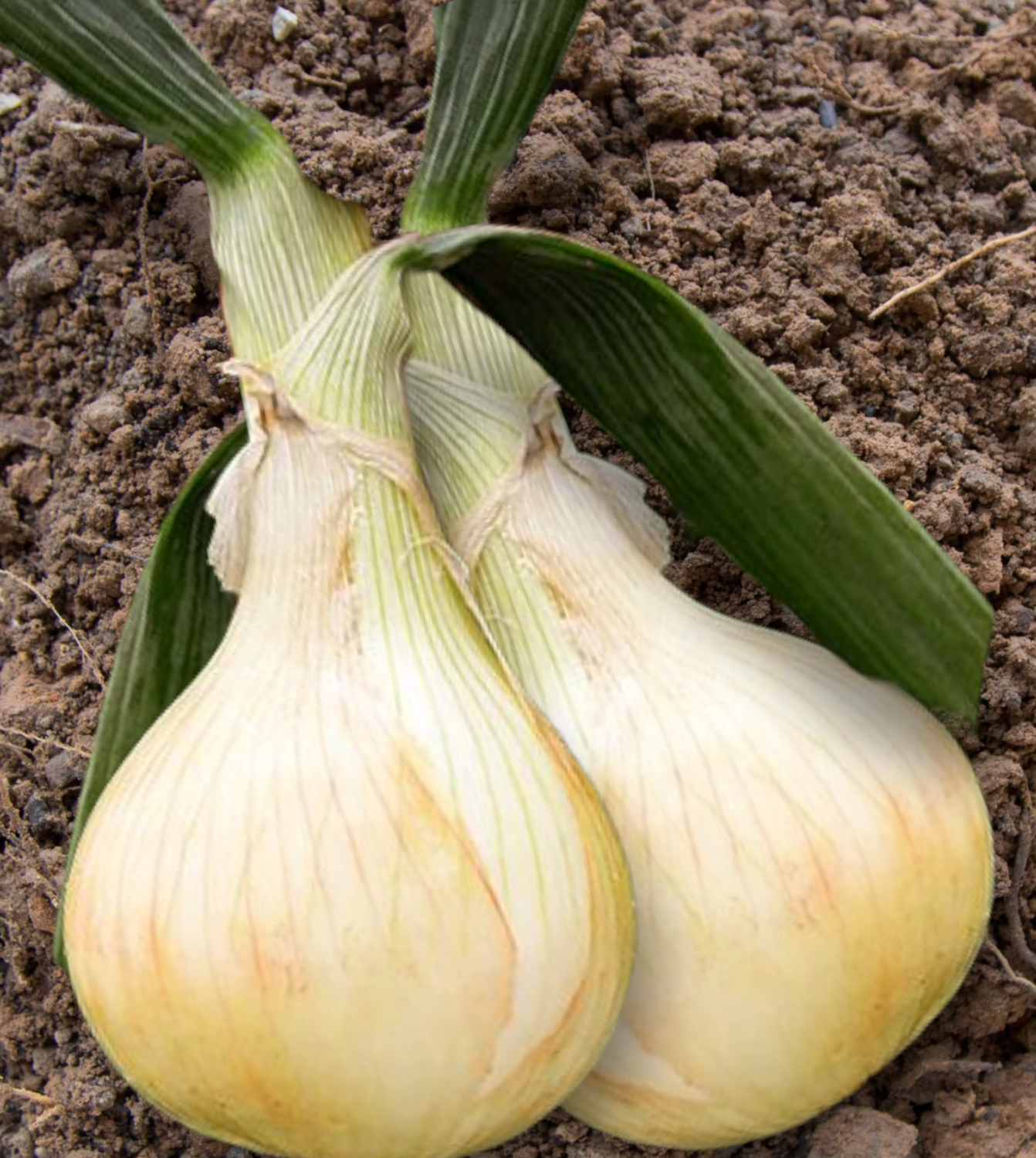 Heirloom Globo Onion Seeds