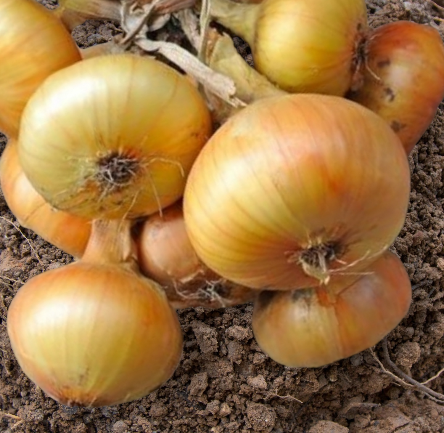 Granex Hybrid Yellow Onion Seeds