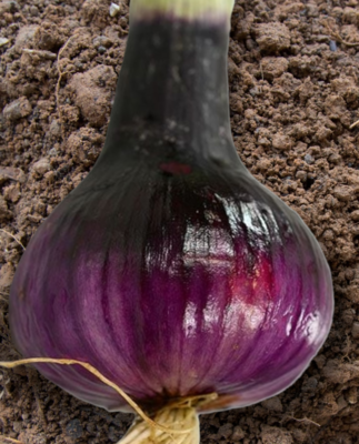  Heirloom Brunswick Onion Seeds