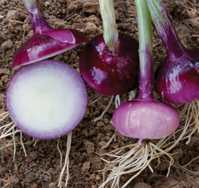 Heirloom Wethersfield Red Onion Seeds