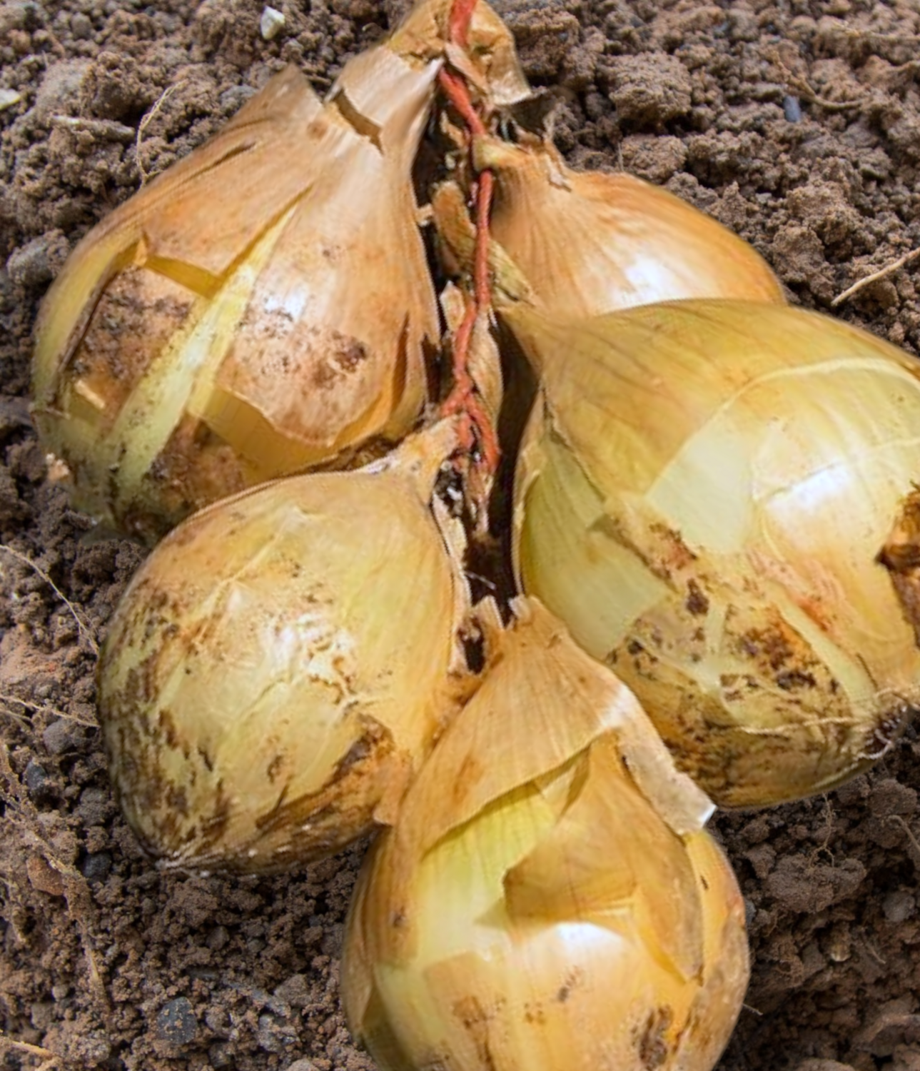  Heirloom Ailsa Craig Onion Seeds