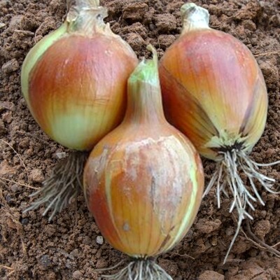 Heirloom Australian Brown Onion Seeds
