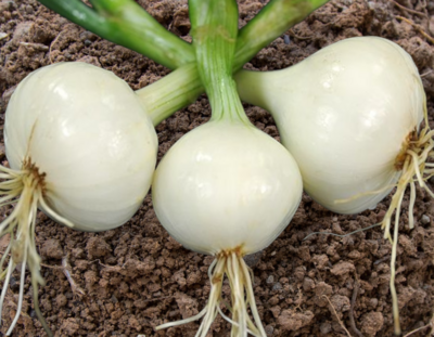 Heirloom White Creole Onion Seeds