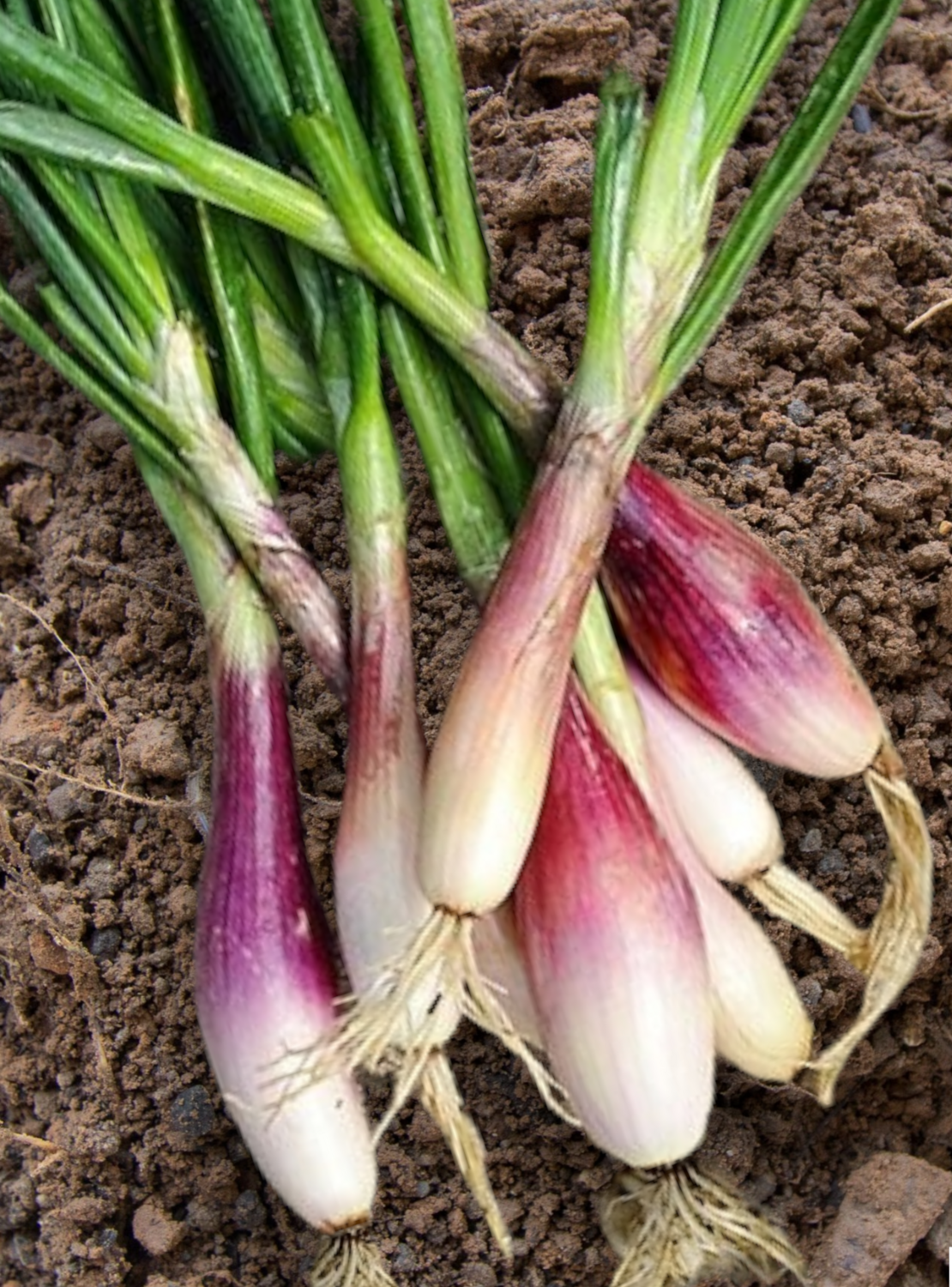 Heirloom Zebrune Shallot Onion Seeds