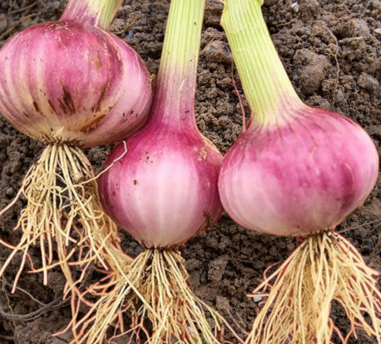 Heirloom Violet De Galmi Onion Seeds