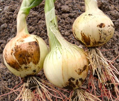 Heirloom Texas Early Grano Onion Seeds